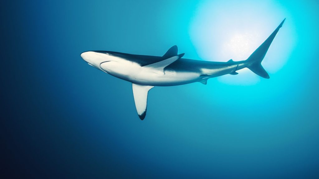 c78bba84dae01c5497ccafed6ad47d90a6003b354e993acf6a6592f894a696e15669451354306670451